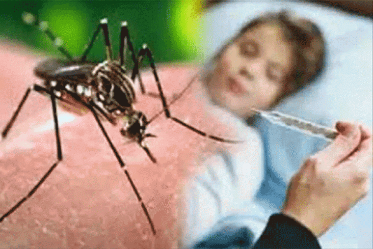 Dengue Fever: इस बार डेंगू में हल्के बुखार में भी प्लेटलेट्स काउंट कम हो रहा है, इन लक्षणों को ना करें इग्नोर 
